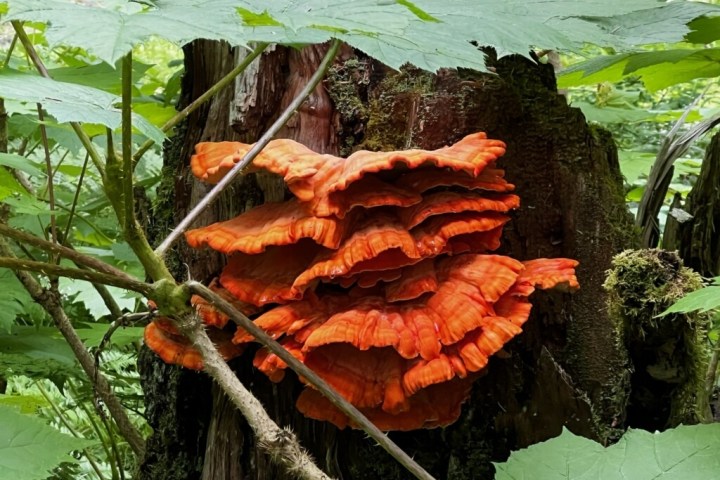Bright orange mushrooms on a tree stump in a forest.