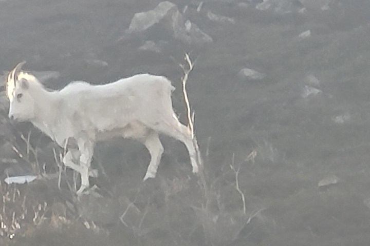 Mountain goat standing on a rocky hillside.