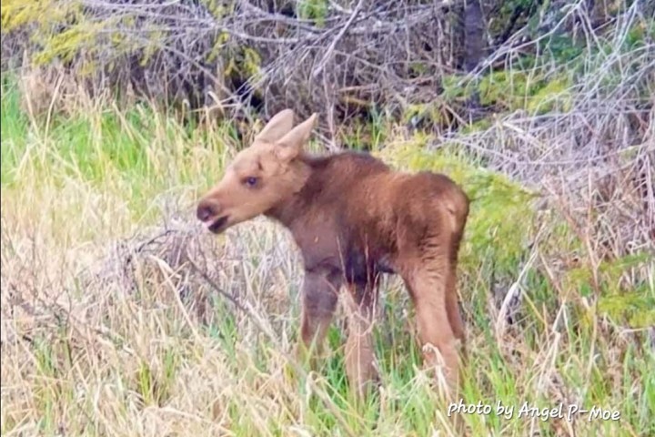 A young moose stands in a grassy area near trees.